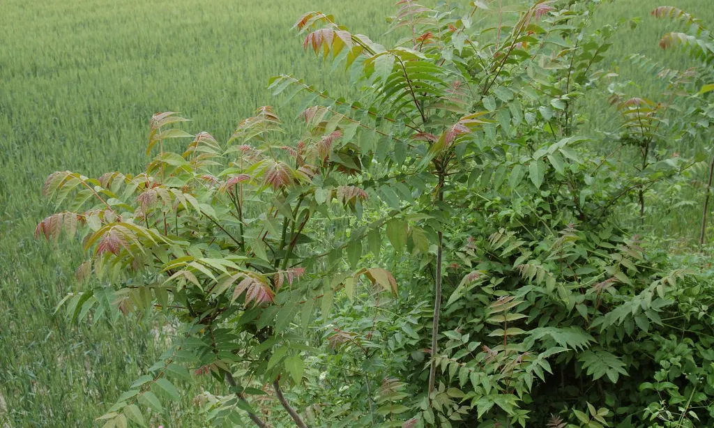 "Ailanthus altissima" és una espècie d'arbre d'origen tropical introduïda amb la jardineria, que envaeix els nostres boscos amençant els ecosistemes naturals (imatge:bidiversitat.cat)
