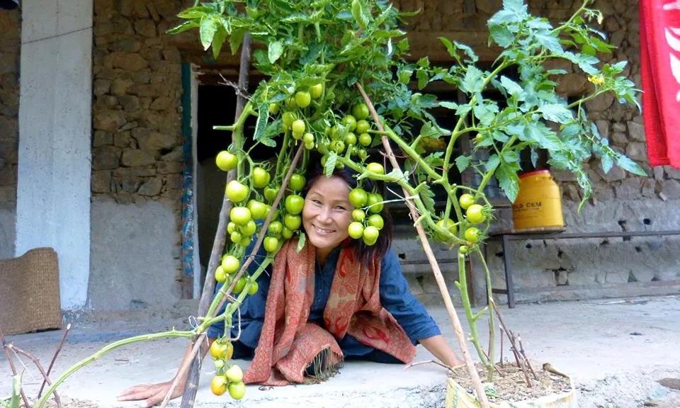 Indira sota un arbre, al Nepal