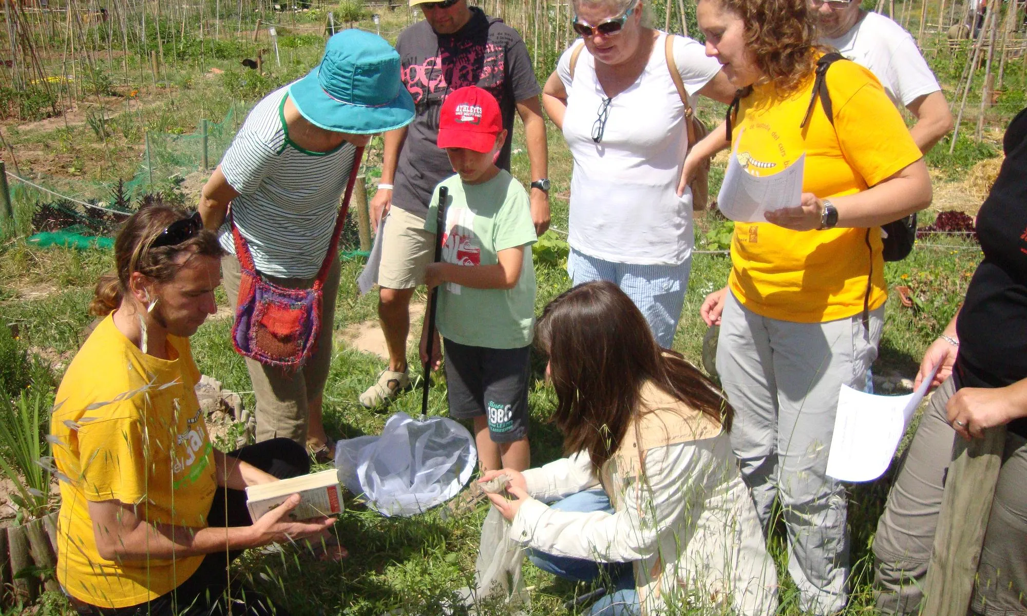 Sortida de papallones SVAC 2014 (imatge: Associació Mediambiental La Sínia)