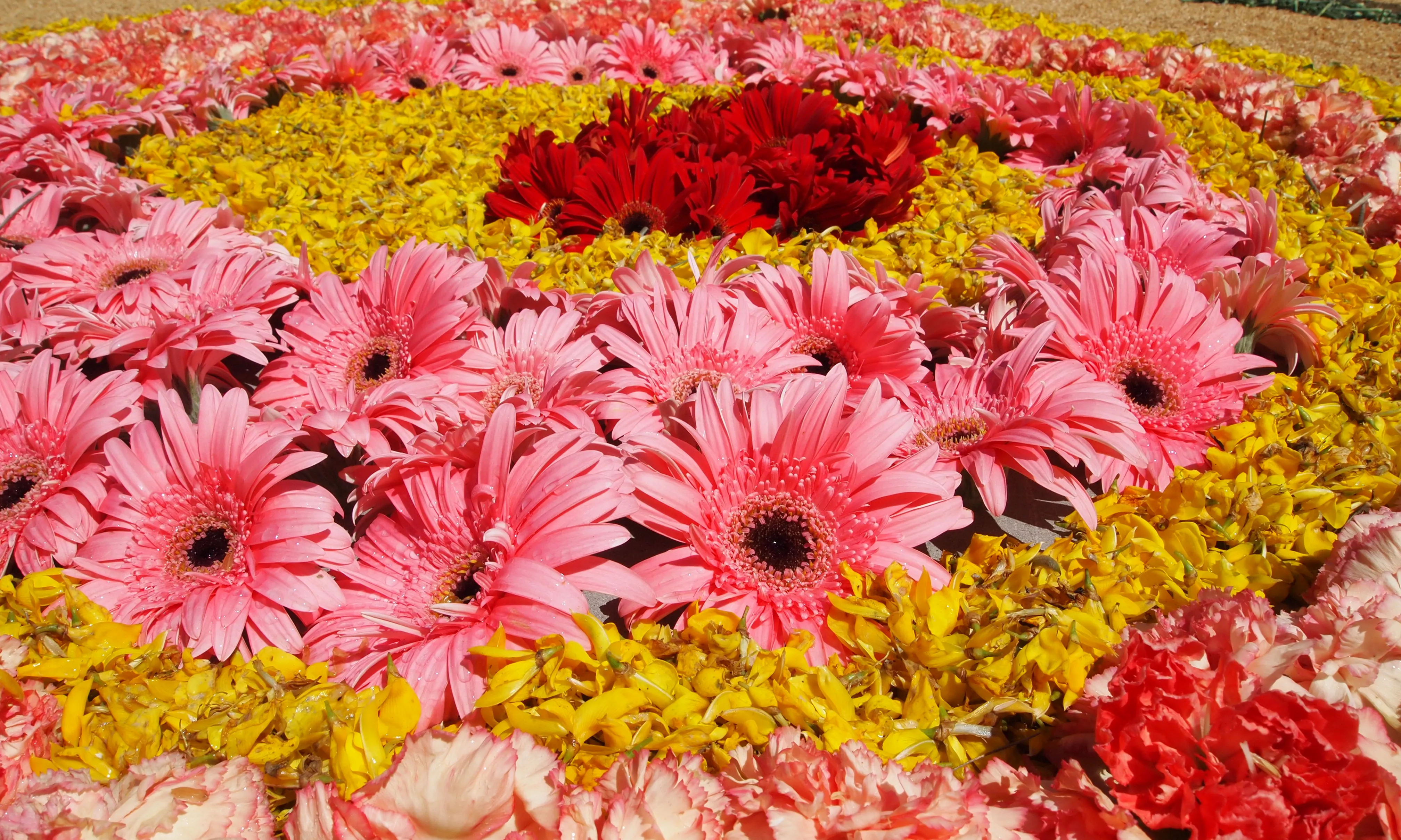 El tret diferencial de les catifes de flors de La Garriga és que es confeccionen amb la flor sencera (Font: www.corpuslagarriga.org)