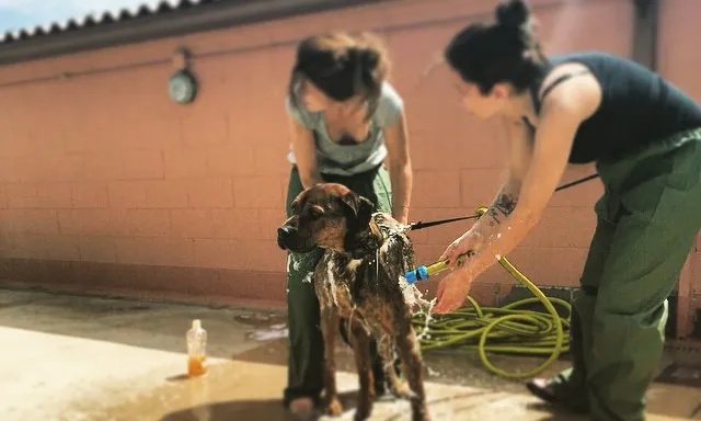 Els voluntaris banyen els gossos i els posen el tractament contra paràsits (imatge: APAG)
