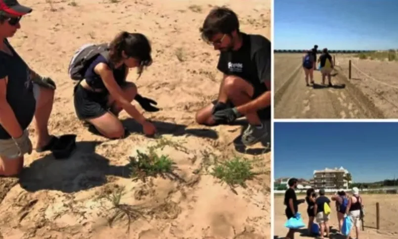 Voluntariat Ambiental per la recuperació de les dunes litorals a Cunit, amb Geven, durant la SVAC 2015 (imatge:xvac)