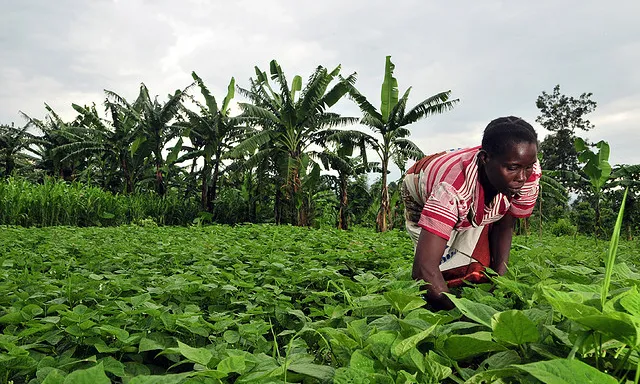 Camperola al Congo. Font: Ciat, Flickr