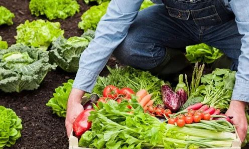 Recollida d'aliments agrícoles. Font: Anticapitalistes