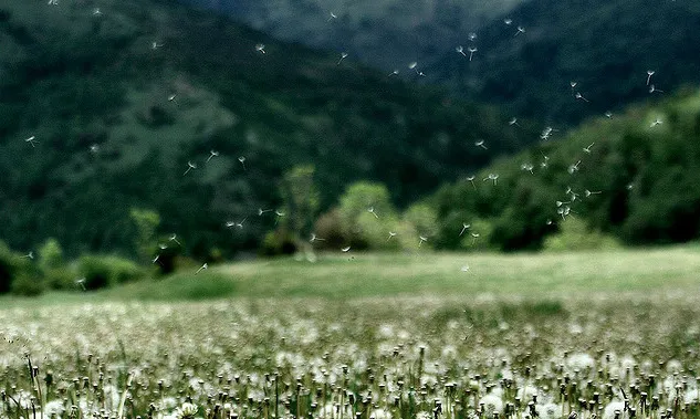 (imatge: flickr, Ferran Jordà)