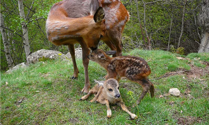 Conèixer la fauna salvatge del Pirineu és una de les activitats programades (imatge:monnaturapirineus.com)