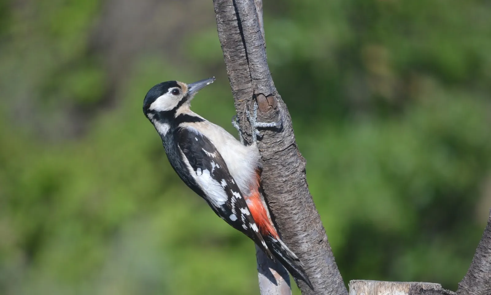 L'Observatori de Fauna de Comes Eugues permet observar la fauna dels espais de secà (imatge:lacasetadeloliba) 