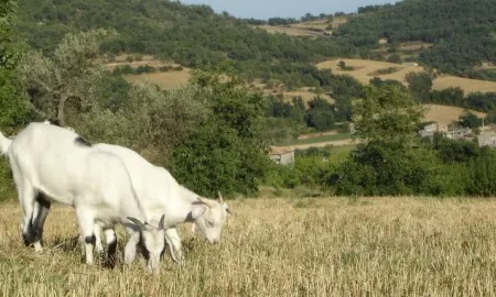 El projecte Cultures Trobades de Slow Food LLeida treballa per la protecció de varietat antigues autòctones (imatge: slowfoodterresdelleida.com) 