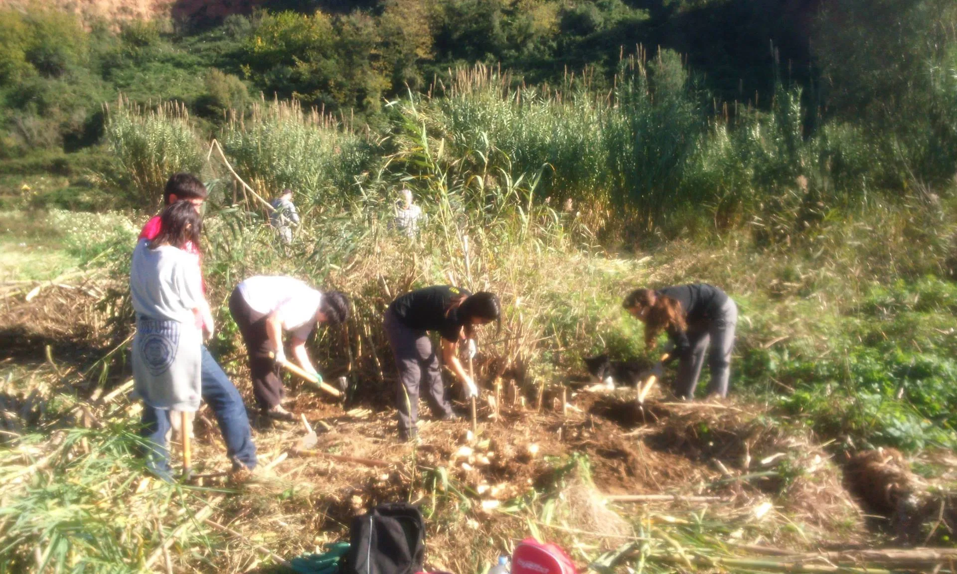 Voluntaris extraient canyes invasores de la ribera del riu Ripoll, per afavorir la recuperació del bosc de ribera (imatge:adenc.cat)