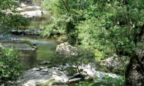 El bosc de ribera és un ecosistema dinàmic subjecte a canvis naturals a causa de les vingudes (imatge:Xavier Basora)