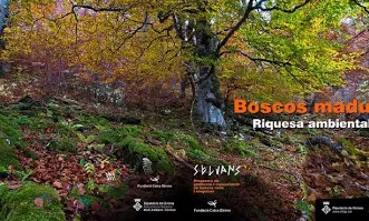 Accionatura treballa pels boscos madurs (imatge:accionatura.org)