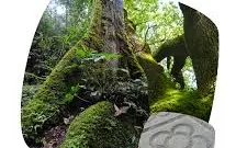 Una de les estretègies d'Accionatura és el programa de compensació Compensatura