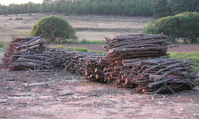 Arbres talats. Autor: Energías Renovables, a Flickr