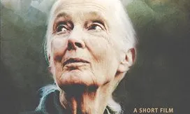 Naturalesa, musica i amistat en la vida de Jane Godall (imatge:Ivan Sainz-Pardo)