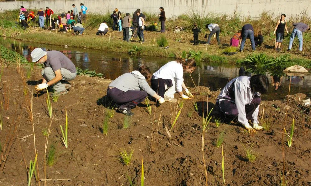 Plantada d'espècies autòctones per a la regeneració del bosc de ribera al riu Ripoll (imatge:adenc.cat)