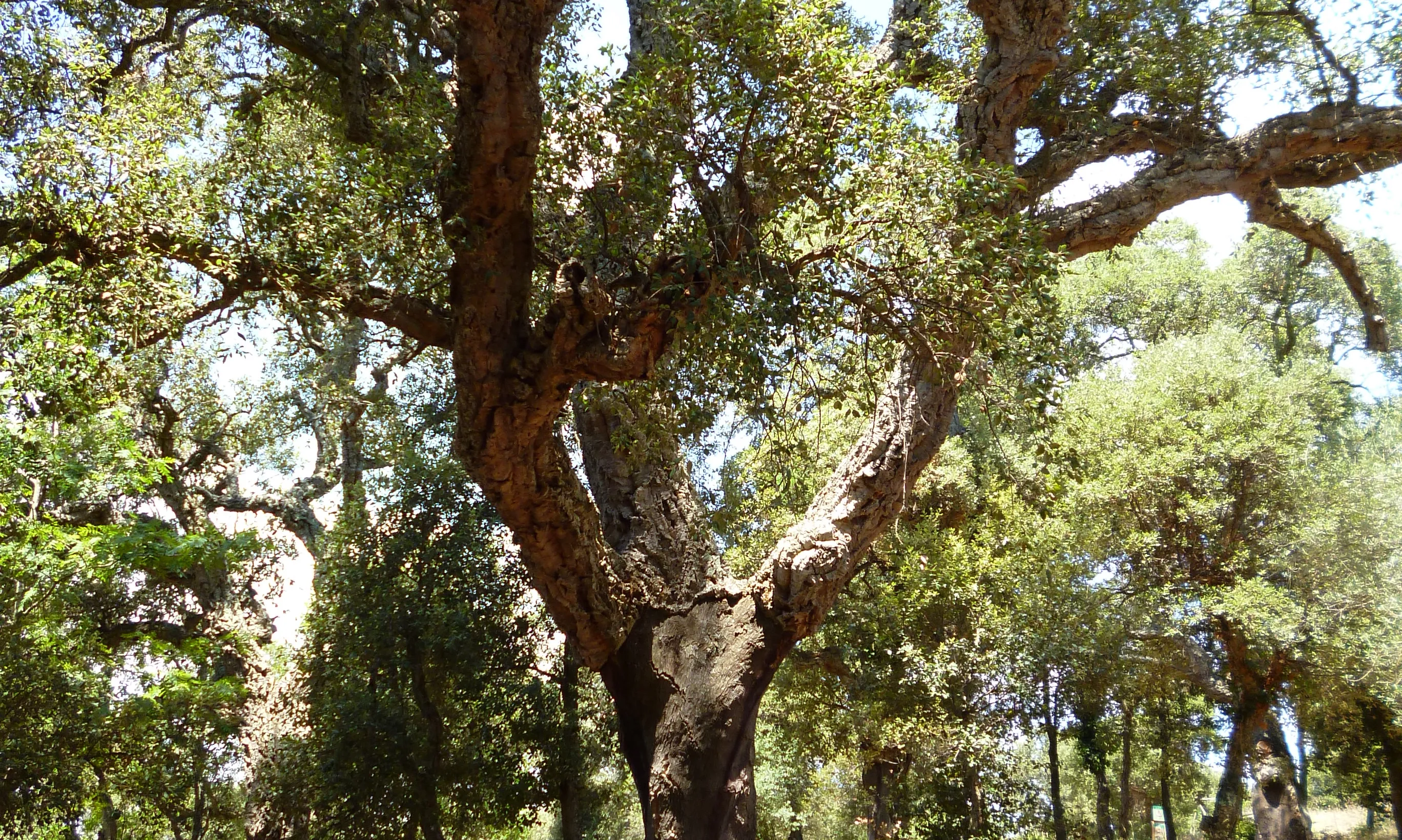 Alzines sureres d'explotació sostenible i certificació FSC a la finca Can Puid de Fitor a les Gavarres, en custòdia de la Fundació Catalunya La Pedrera (imatge:fundaciócatalunyapedrera)