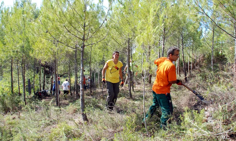 Voluntaris de Boscos 94 a un bosc de pi blanc (imatge:boscos94)