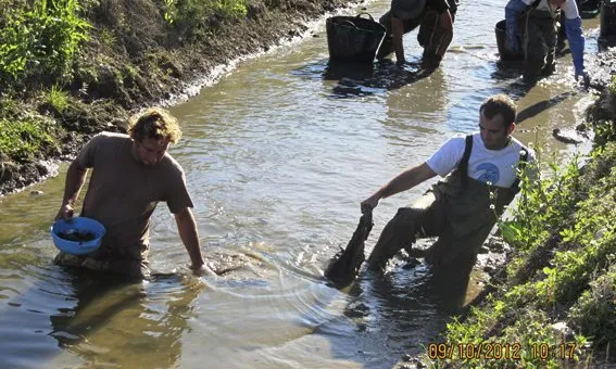 Voluntaris de Seo Birdlife extraient cargol poma al Delta de l'Ebre (imatge:govern.cat)