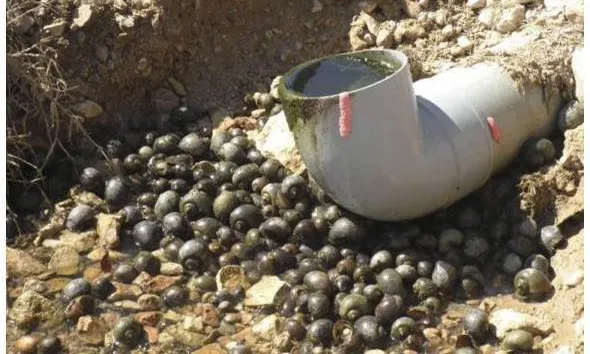 El cargol poma és una autèntica plaga al Delta de l'Ebre (imatge:gencat.cat)
