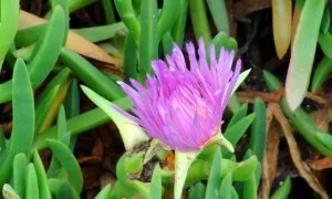 Carpobrotus, una de les espècies invasores que alteren els ecosistemes catalans (imatge: viulaterra.cat)