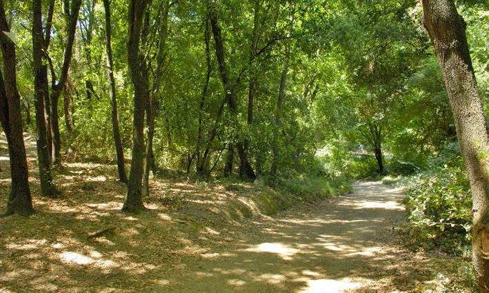 Els boscos de Collserola també ofereixen un servei social a la població de l'àrea metropolitana de Barcelona (imatge:parcnaturalcollserola.cat)
