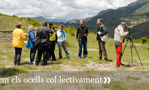 Formacions de camp per aprendre a reconèixer les nostres aus (imatge:ornitologia.org)