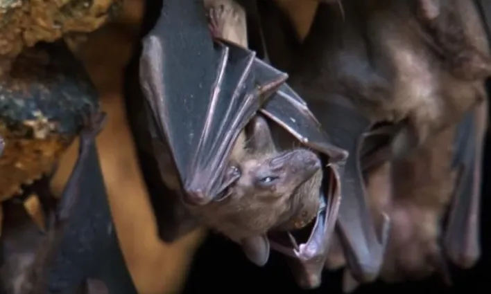 Un animal de vegades temut, altres venerat, lligat amb la literatura, i realment encara poc estudiat (imatge:bats-and-humans.com)