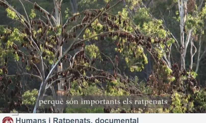 El documental vol ser un instrument per difondre la importància d'aquest mamífer capaç de volar (imatge:humans-and-bats.com)