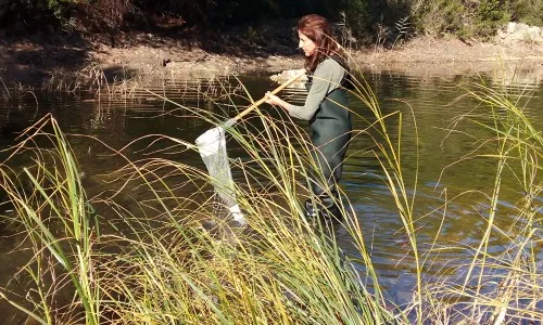 Després de l'èxit de la restauració de la llacuna de l'estany Tort, es preveu que al 2016 s'alliberaran els primers samarucs (imatge:paisatgesvius)