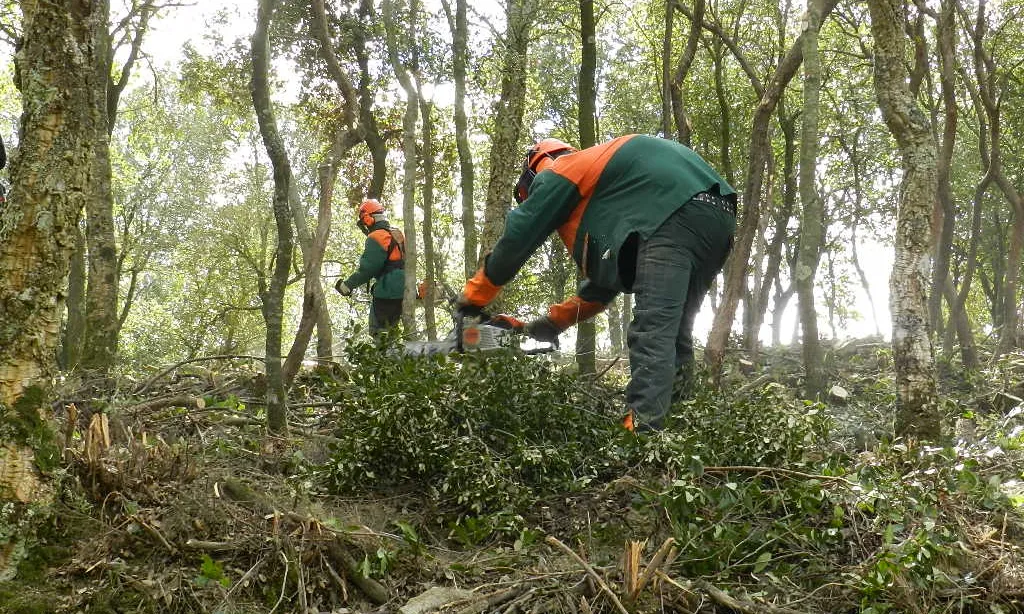 Serveis de jardinera i forestal oferts per la Fundació (Font: Fundació Ramon Noguera) 
