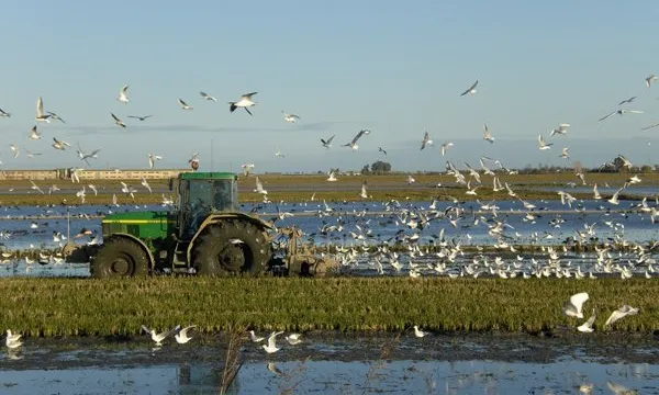 Agricultura sostenible a Riet Vell de Seo Bird Life, al Delta de l'Ebre (imatge: SeoBirdLife)