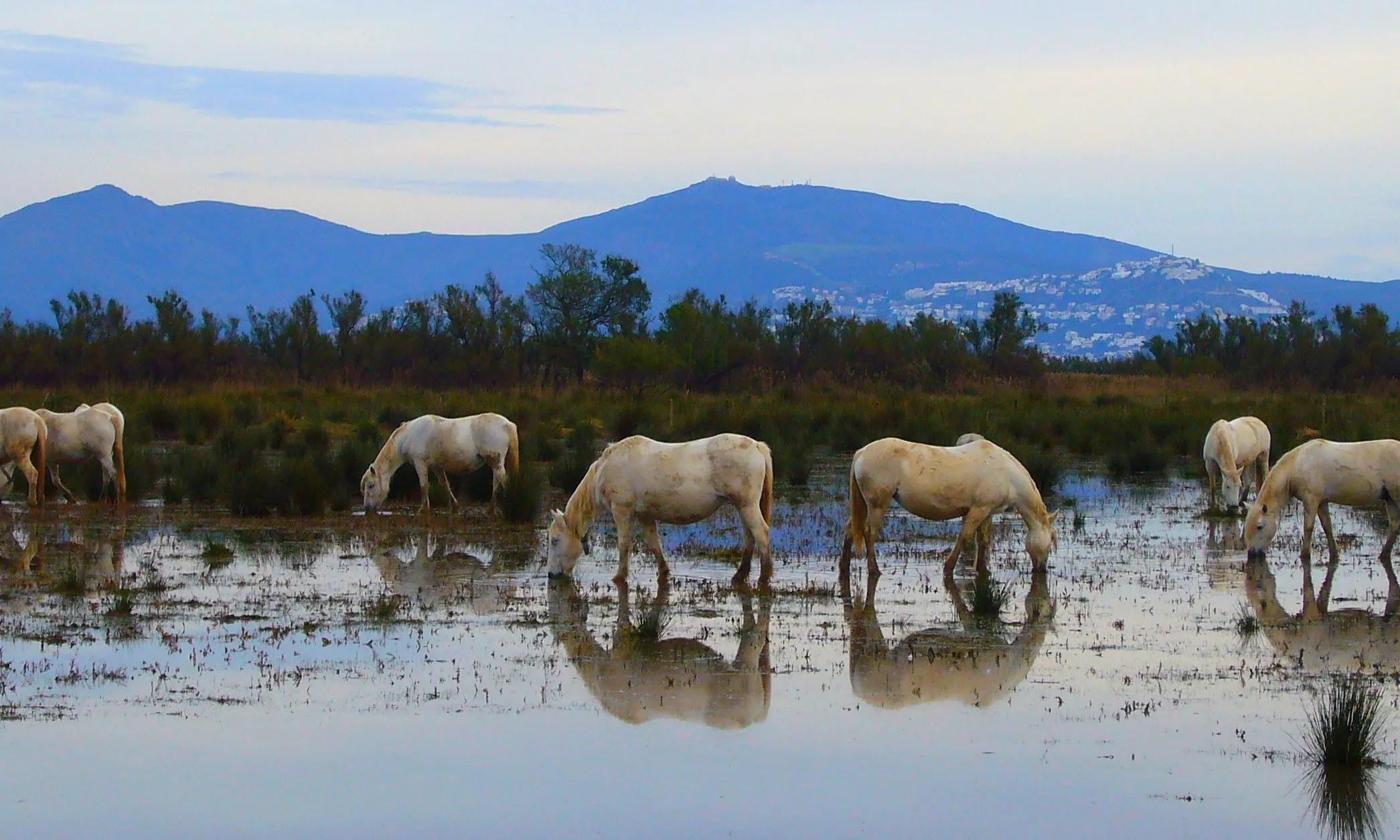 Els aiguamolls de l'Empordà (imatge: Jofre www.flickr.com/photos/jofre)