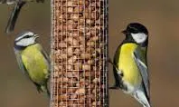 Afavoreix la biodiversitat col·locant menjadores per ocells (imatge: World Nature)