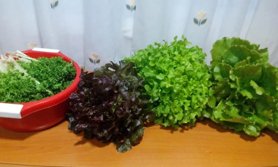 Primeres collites de l'Hort de la URV, aconseguides gràcies a la participació de la comunitat i sota els paràmetres de l'agricultura ecològica (Font: Horts Socials URV)