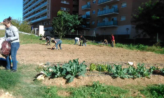 Primers brots i resultats de la plantació (Font: Horts Socials URV)