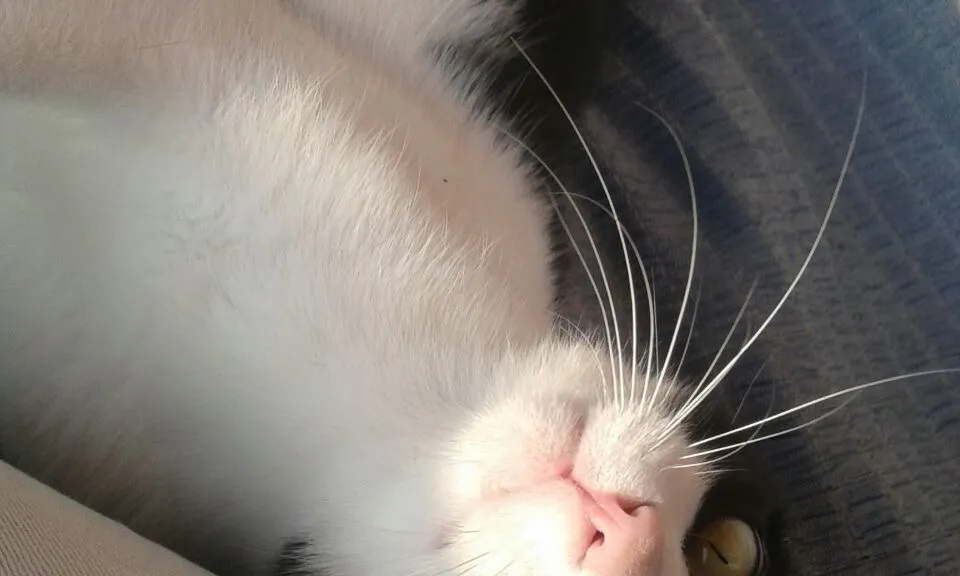 Els gats fan molta companyia