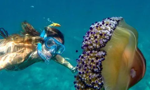 Bellesa Perillosa de Anna-Maria Canudas Teixidó (imatge:naturalistesgirona.org)
