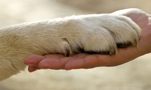 El vincle entre els animals i les persones, cada cop més fort