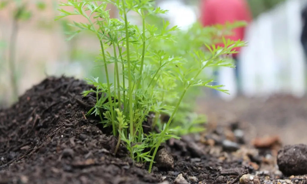 Imatge d'una planta d'un hort urbà. Font: web barcelona.cat