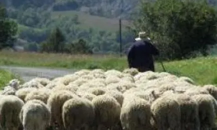 La Baixada dels ramats / Foto: www.pallarsjussa.cat