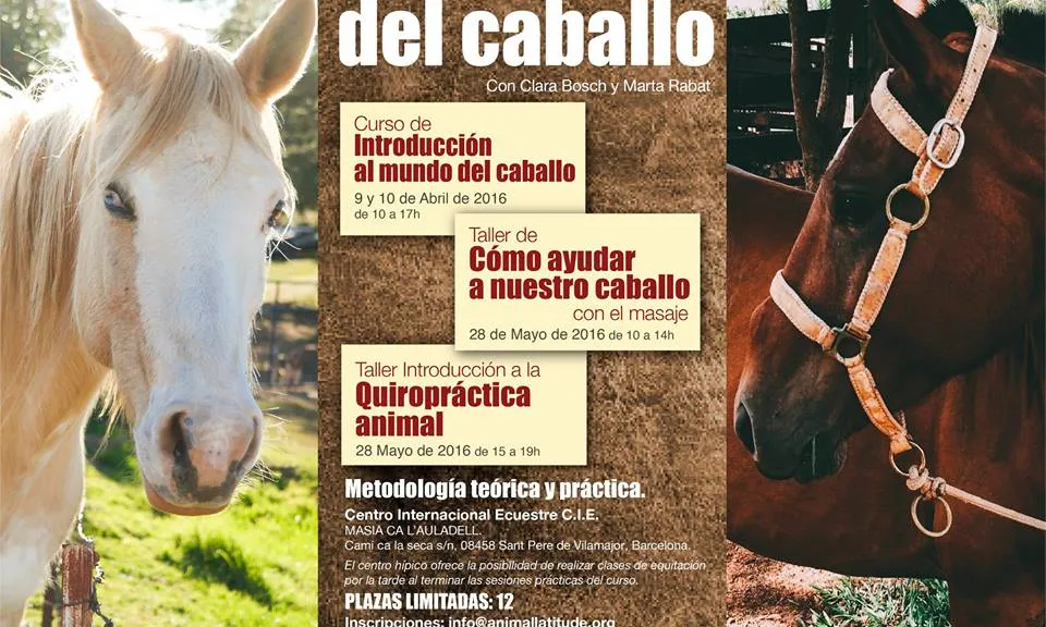 Una proposta per aprendre sobre cavalls (imatge:Animal Latitude)