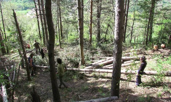 L'estiu passat es van organitzar 9 setmane de voluntariat ambiental al bosc (imatge: projecteboscos.cat)