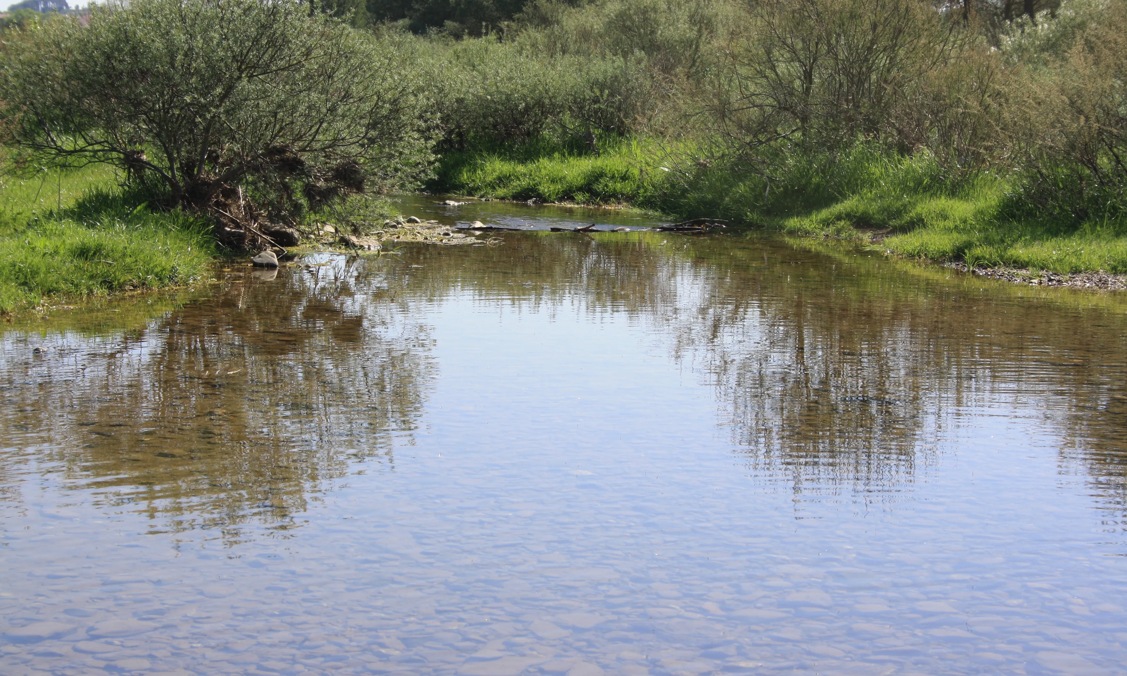 L'acció es centrarà en l'eliminació de figueres de moro que han envaït les riberes del riu Daró (imatge: flickr.com/elmsn)