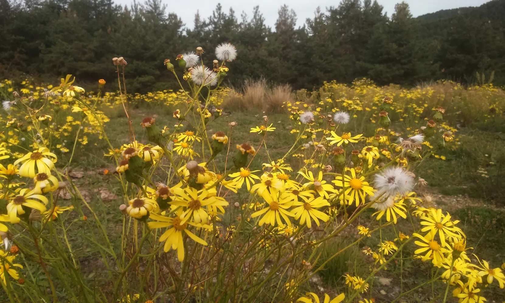 El seneci del cap ("Senecio inaequidens") és una espècie invasora (imatge:alturgell.cat)