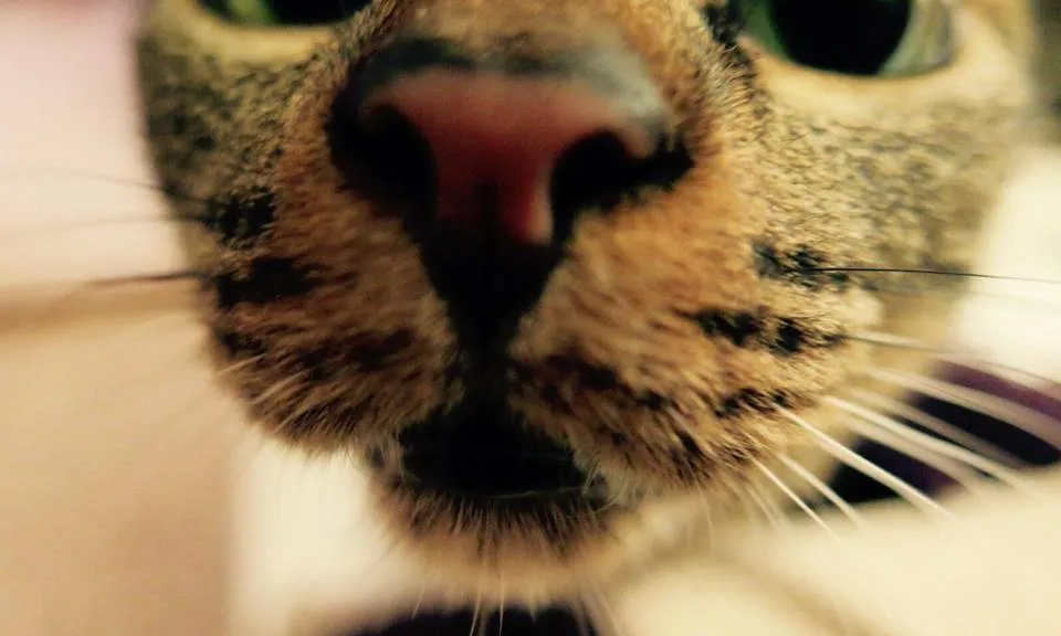 Gat. Font: @laveudenanuk a Instagram