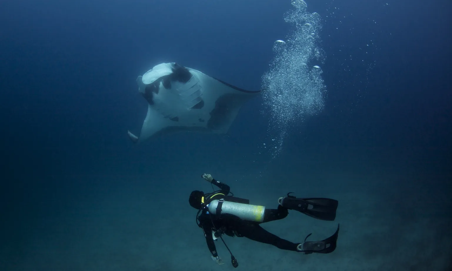 Islas Murciélago, Costa Rica. Manta gegant.