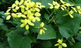L'heura groga ("Senecio tamoides") també és una espècie forania invasora (imatge:wikipedia)