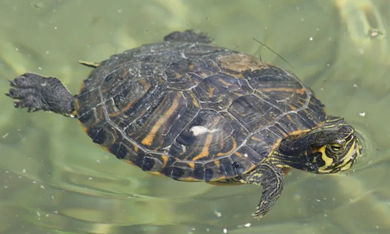 Tortuga de Florida (foto pàgina http://ichn.iec.cat, Florenci Vallès)