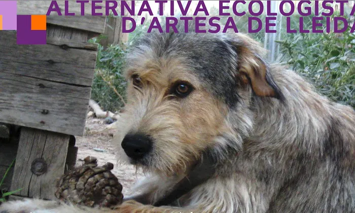 Imatge de reclam al web d'aquesta protectora d'animals