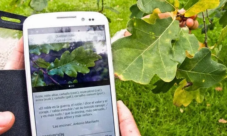 App per identificar les espècies d'arbres de la península ibèrica (imatge: elxoplleida)